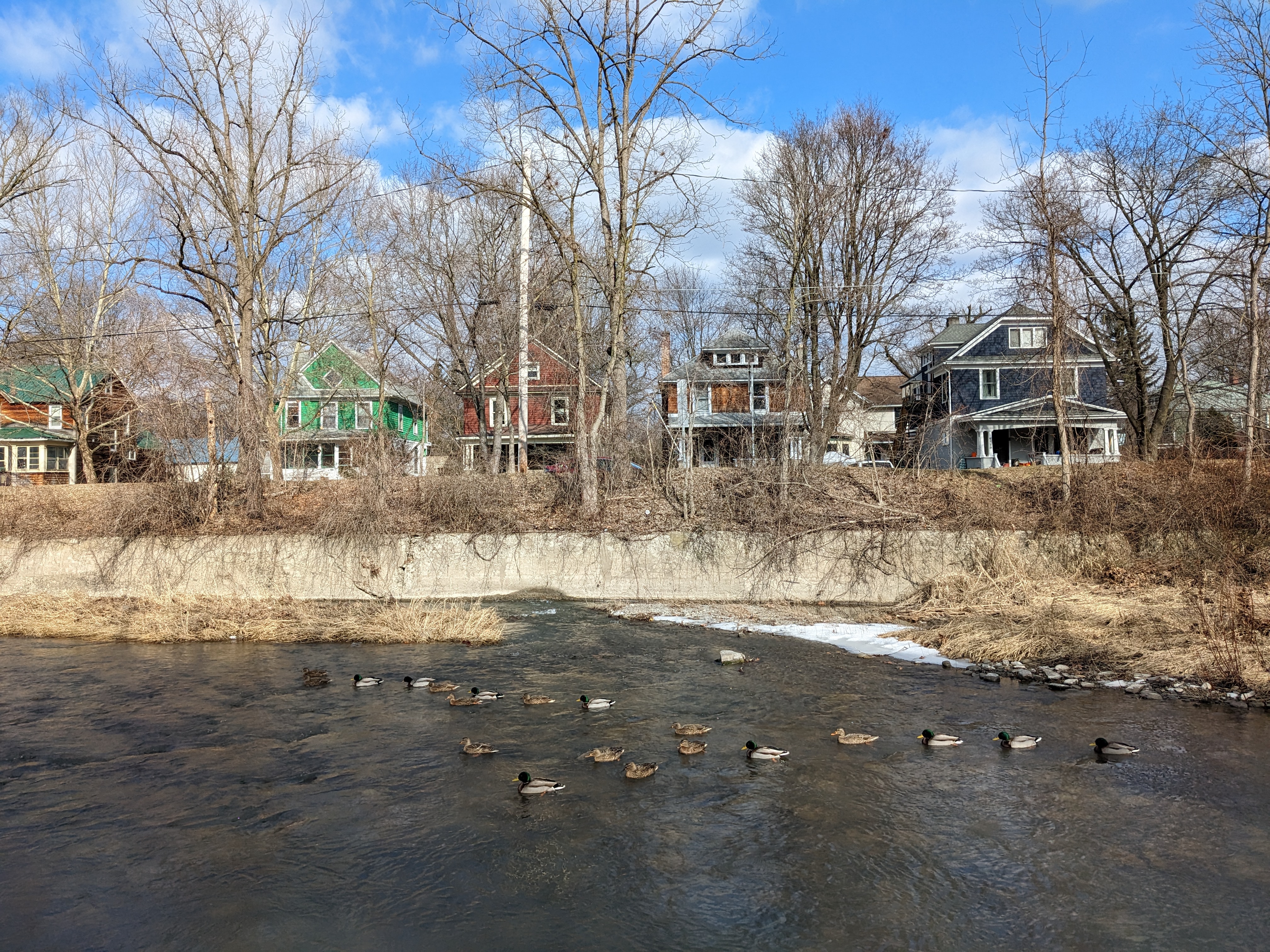 Ducks swimming along Six Mile Creek in front of a floodwall protecting a row of single family homes.